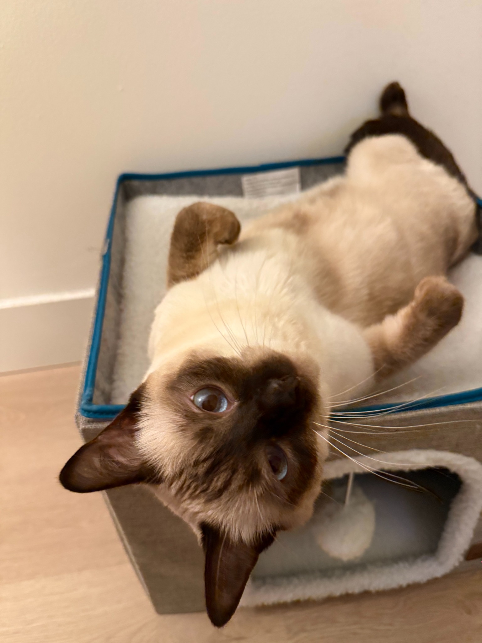My Siamese cat lying on its back and looking up at the camera