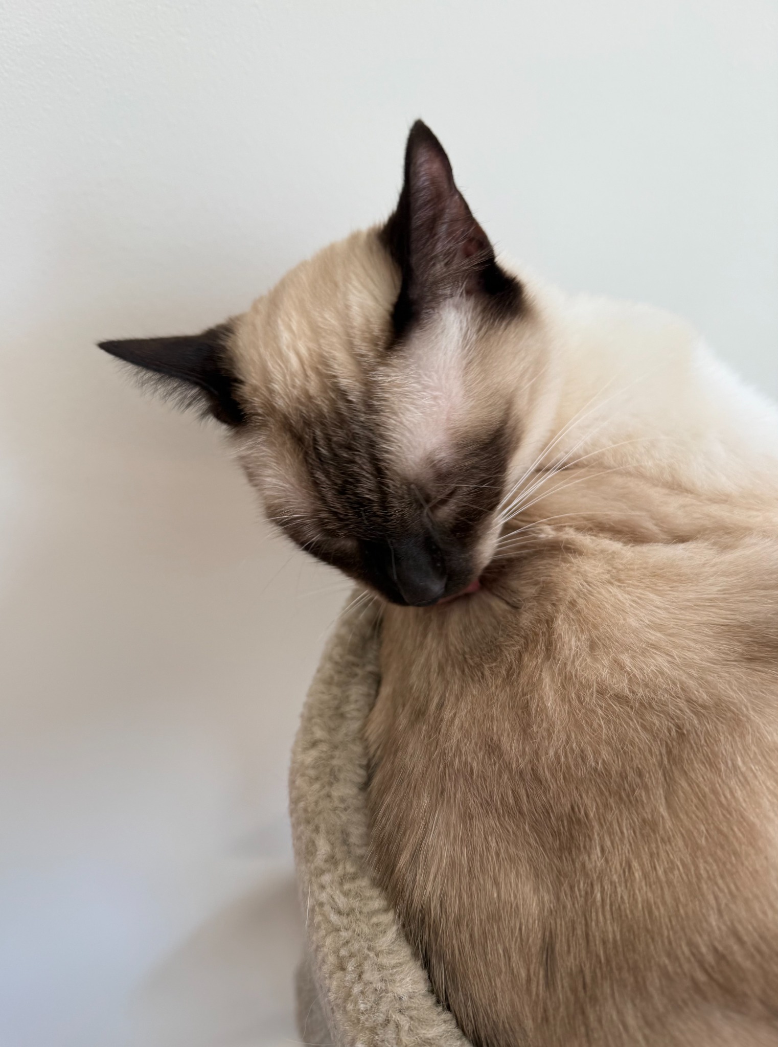 The same Siamese cat curled up with its eyes closed